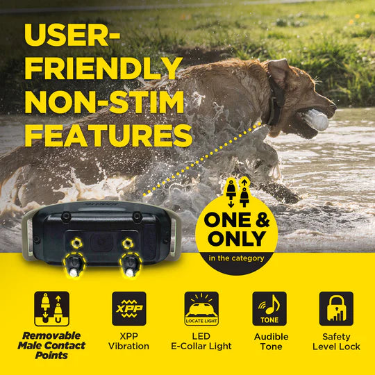 Dog wearing an electronic collar with text highlighting features, in a natural setting.