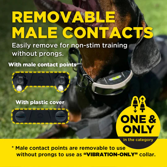 Dog wearing a training collar with text about removable male contacts on a grassy background