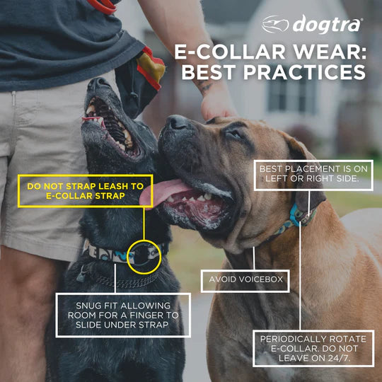 Two dogs wearing e-collars with text on best practices for e-collar wear, featuring the Dogtra brand.