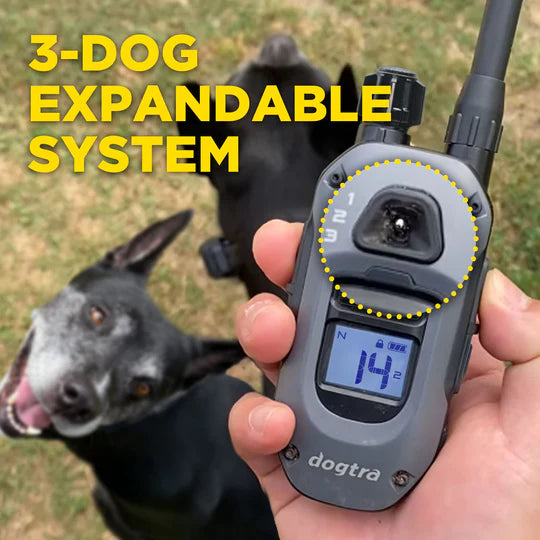 Dogtra dog training device with '3-Dog Expandable System' text, held by a person with two dogs in the background.