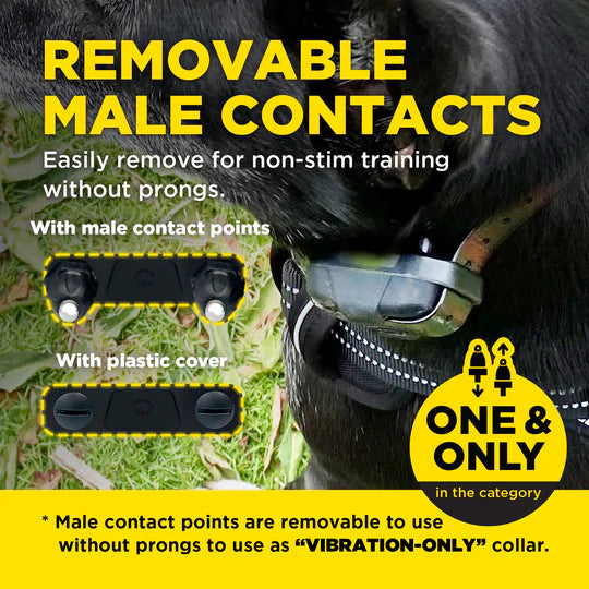 Dog wearing a training collar with text about removable male contacts and vibration-only option.