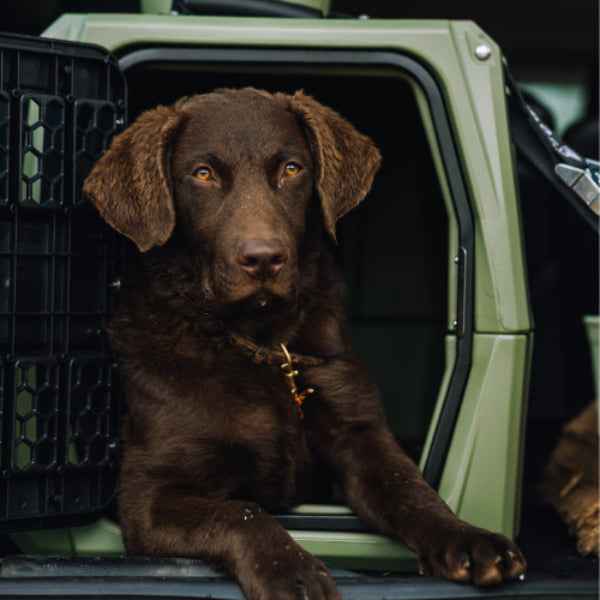 G1 KENNEL