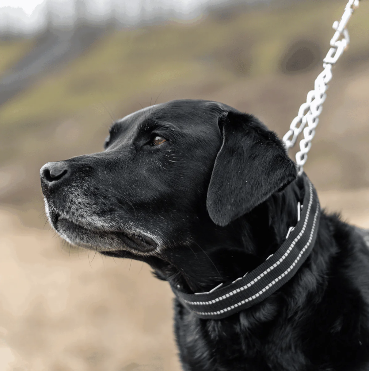 Black dog on a leash with a blurred natural background