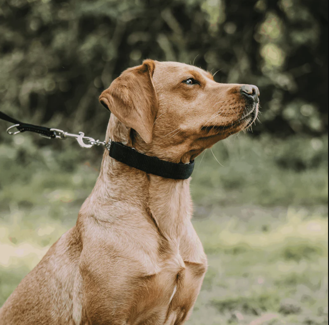 Brown dog on a leash with a blurred green background