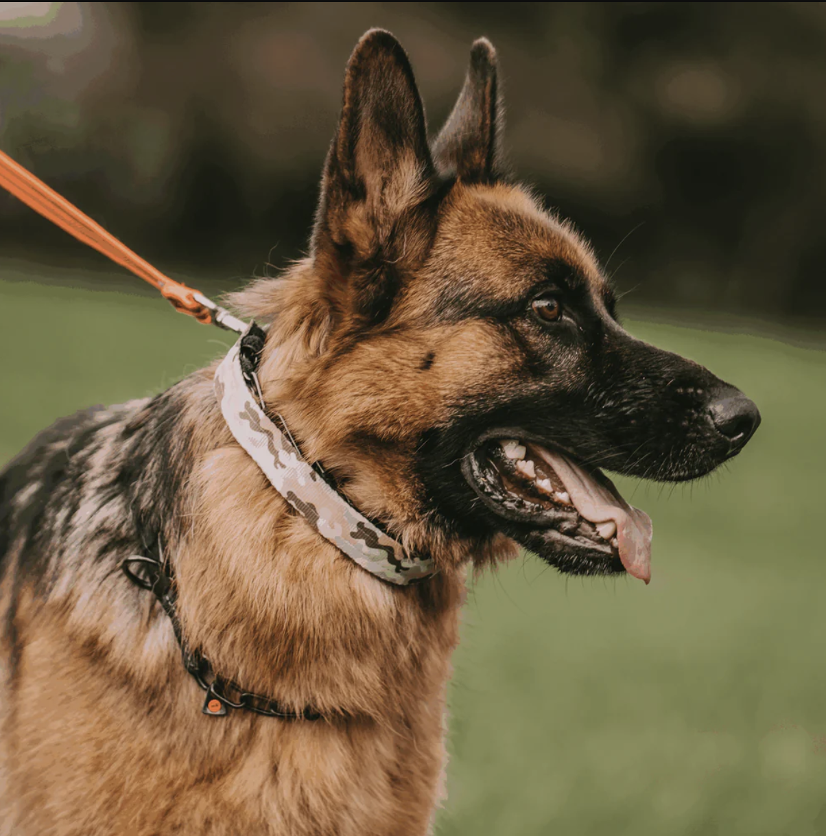 German Shepherd on a leash with a blurred green background