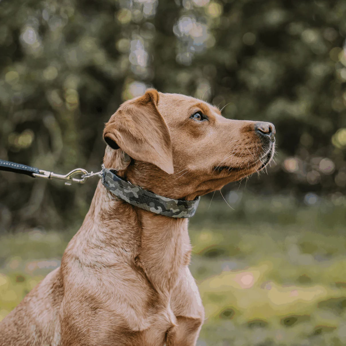 Brown dog on a leash with a blurred natural background