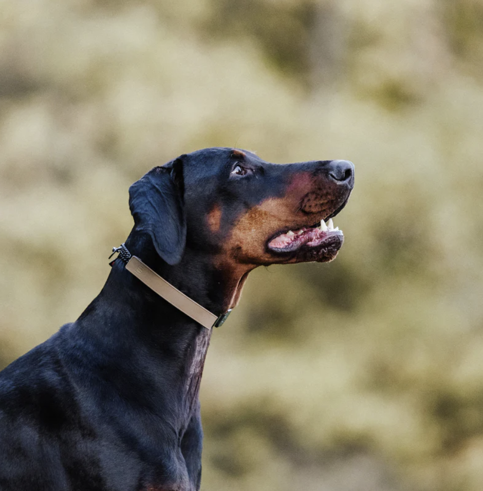 FLEXCOVER Cover for Prong Collar