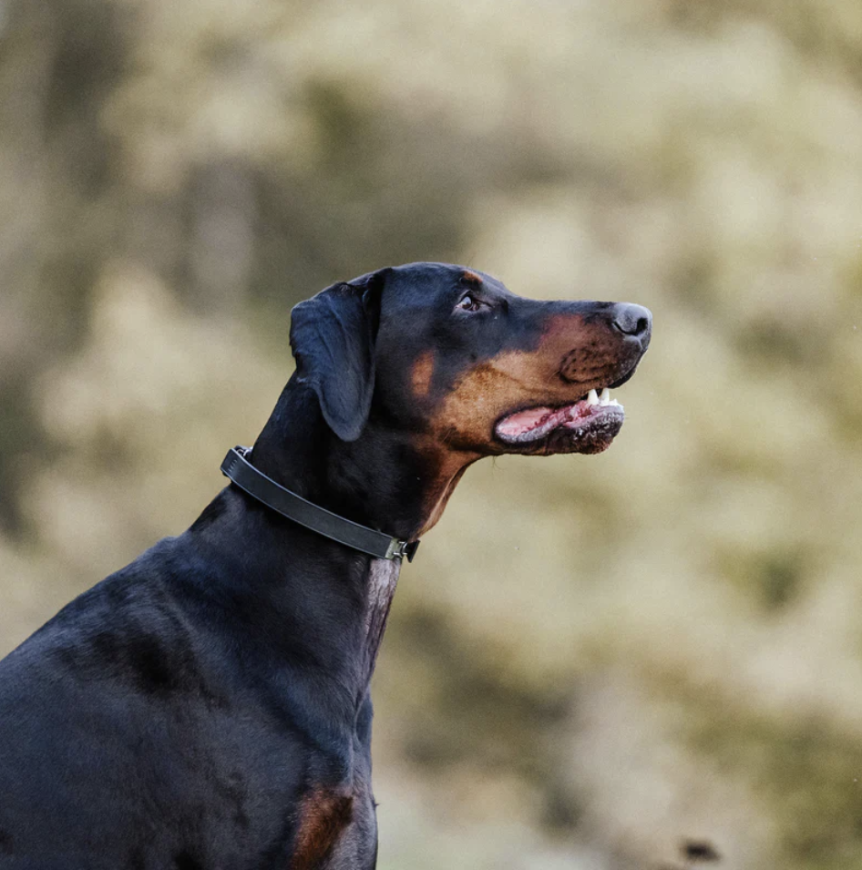 FLEXCOVER Cover for Prong Collar