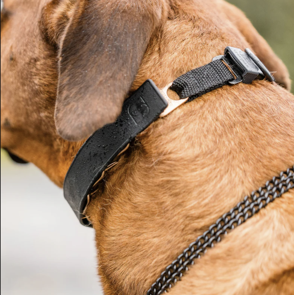 FLEXCOVER Cover for Prong Collar