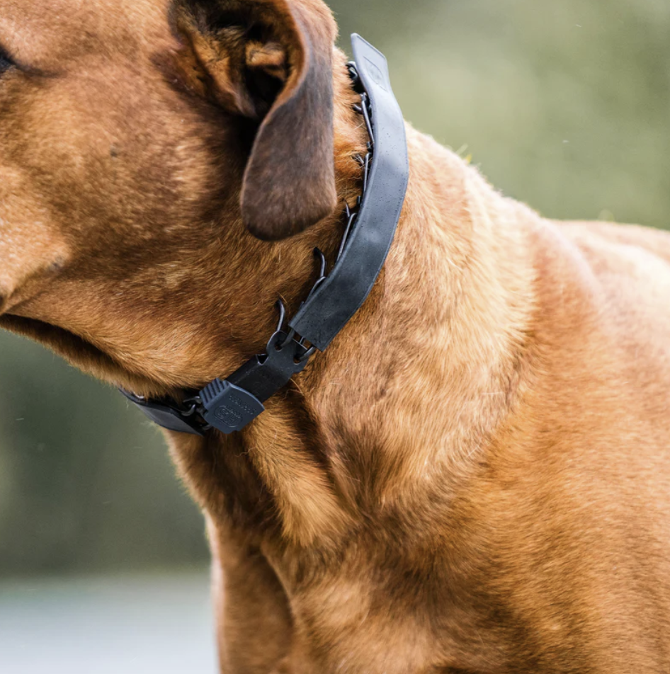 FLEXCOVER Cover for Prong Collar